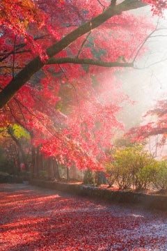 京都 毘沙門堂の紅葉