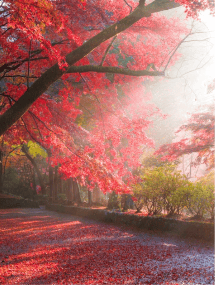 京都 毘沙門堂の紅葉