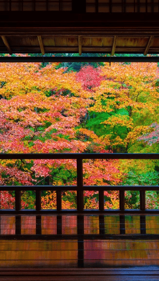 京都 瑠璃光院の紅葉