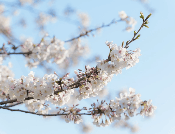 桜