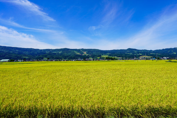 収穫前の稲と秋らしい爽やかな空が広がる米処南魚沼の風景